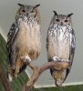 Bubo bengalensis 2.jpg