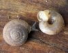Caracollina lenticula.jpg