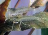 Caridina multidentata 3.jpg