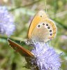 Coenonympha glycerion 3 (22-6-14 San Juan de la Peña).jpg