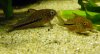 Corydoras coppenamensis.jpg