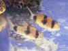 Corydoras weitzmani.jpg