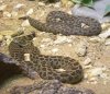 Crotalus polystictus 2.jpg