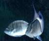 Diplodus sargus.jpg