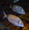Diplodus vulgaris (15-10-20 Acuario de Sevilla).jpg
