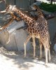 Giraffa camelopardalis rothschildi.jpg