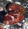 Haliotis coccinea 2.jpg