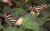 Heliconius charithonia.jpg