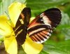 Heliconius melpomene 5.jpg