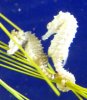 Hippocampus zosterae 2 (23-7-19 New England aquarium).jpg