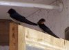 Hirundo rustica pareja.jpg