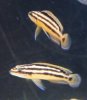 Julidochromis ornatus (5-8-17 Zoo Zajac).jpg