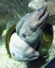 Muraena helena 2 (27-9-18 Zoo Antwerp).jpg