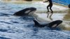 Orcinus orca 1 (24-3-15 Loro Parque).jpg