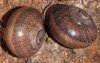 Otala punctata pair.jpg