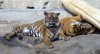 Panthera tigris sumatrae (20-8-11 Tierpark Berlin).jpg