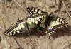 Papilio machaon par (28-3-10 Barranco de Valcuerna).jpg