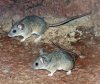 Peromyscus eremicus (20-9-18 Burgers zoo).jpg