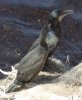 Phalacrocorax penicillatus 4 (8-7-16 La Jolla).jpg