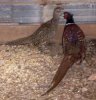 Phasianus colchicus pair.jpg