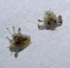 Phthirus pubis 3 (26-5-14).jpg