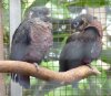 Pionus fuscus (24-3-15 Loro Parque).jpg