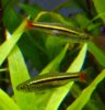 Rasbora borapetensis (3-8-17 König Museum).jpg
