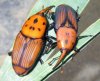 Rhynchophorus ferrugineus 1 (23-9-12 Costan).jpg