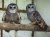 Strix chacoensis.jpg