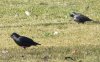 Sturnus unicolor 2 (3-1-15 Zaragoza).jpg