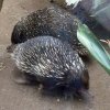 Tachyglossus aculeatus 3 (4-8-17 Zoo Duisburg).jpg