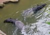 Tapirus indicus 2 (31-7-19 Bronx zoo).jpg