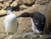 Uria aalge (7-7-16 Seaworld).jpg