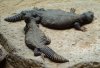 Uromastyx dispar maliensis 2 (24-3-15 Loro Parque).jpg