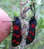 Zygaena filipendulae 1 (12-8-07 Posets-Maladeta, subida a Vallibierna).jpg