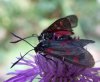 Zygaena trifolii 3 (5-8-07 Villanúa, det Sesma).jpg