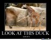 giraffe_o_287162.jpg