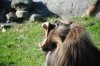 gelada.jpg
