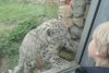 snowleopard-kid.JPG