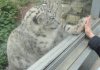snowleopard-hand.JPG