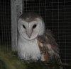 A1 barn owl.jpg