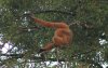 Buff-cheeked Gibbon (2).JPG