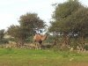camel.jpg