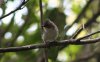 Striated Yuhina.JPG