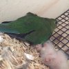 OBP chicks Jan 2016.jpg