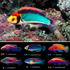 Naamloos 2 new fairy wrasses.png