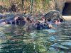 Cincy Hippos.jpg