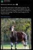okapi.JPG