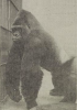 diergaarde rotterdam 1977 gorilla makua.png