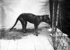 Thylacine-Tasmanian-Wolf_BlZ_02-00-03.jpg